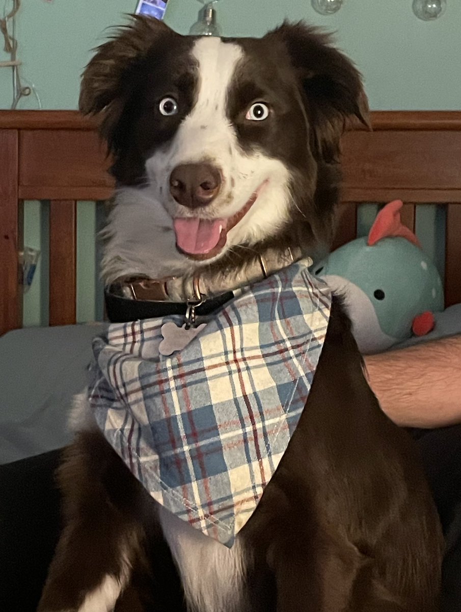 skye_mocha's tweet photo. Happy belated National Australian Shepherd Day! Yes, it's a thing 🤣 #dogsoftwitter #puppy #dog #NationalAustralianShepherdDay https://t.co/QJpgyEcvMU
