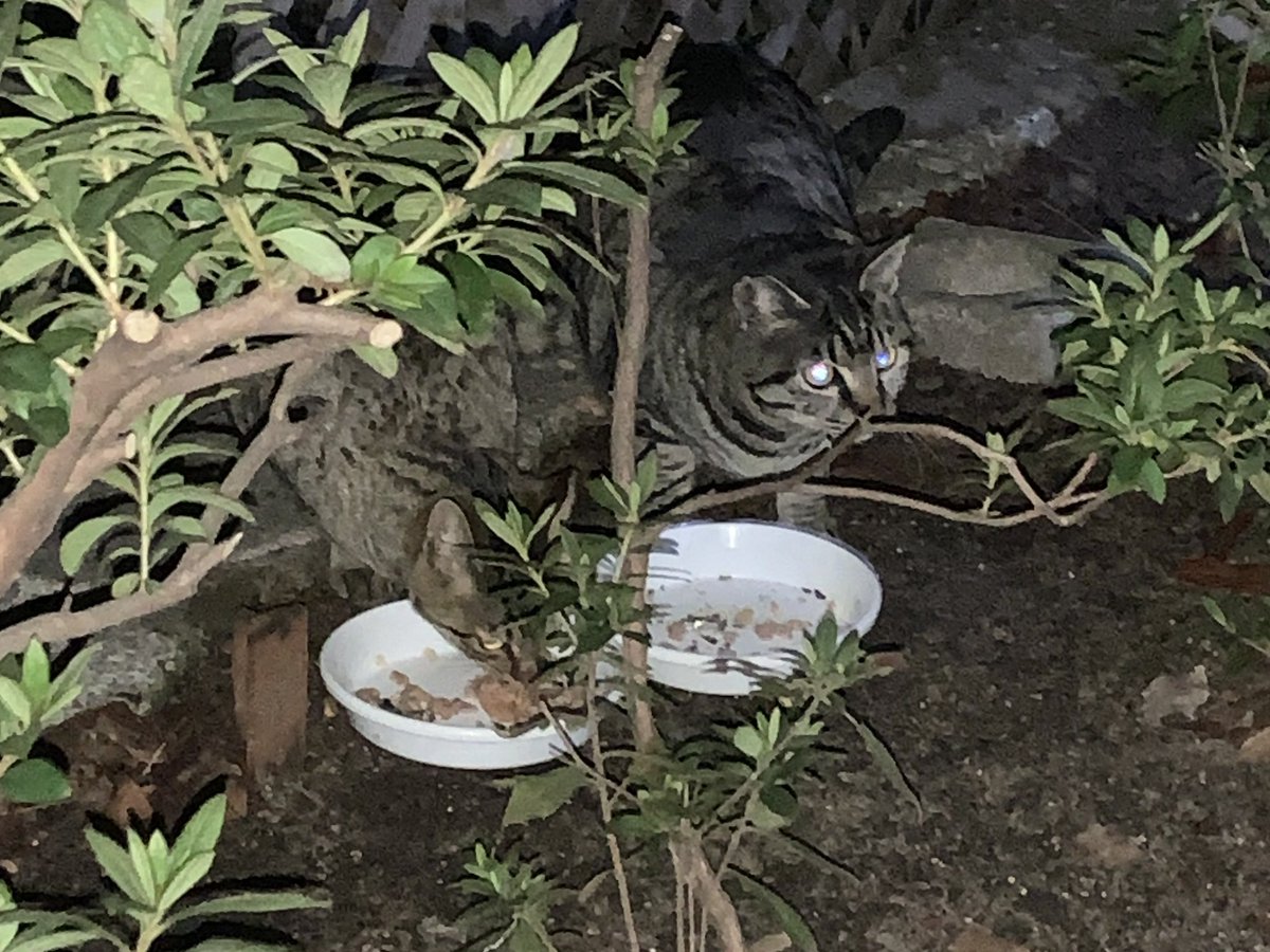CatRescue NFT😸 tweet media