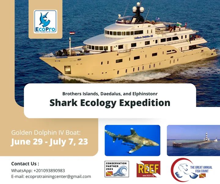 SHARK ECOLOGY EXPEDITION, RED SEA, EGYPT.

Learn shark ecology and surveys in one week. More details on:
ahmedshawky.net/shark-ecology-…

#ecoprotrainingcenter #shark #sharkdiving #diving #marine #sea #marinebiology #marinelife #sharklovers #sharkdiving