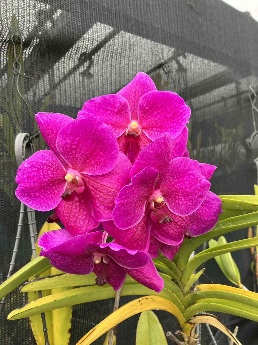 onlineorchids tweet picture