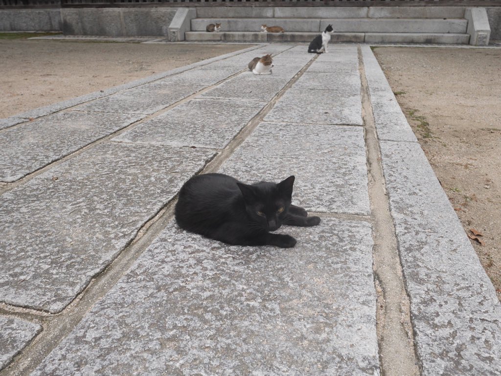 お寺ネコさんず。 こんにちは。