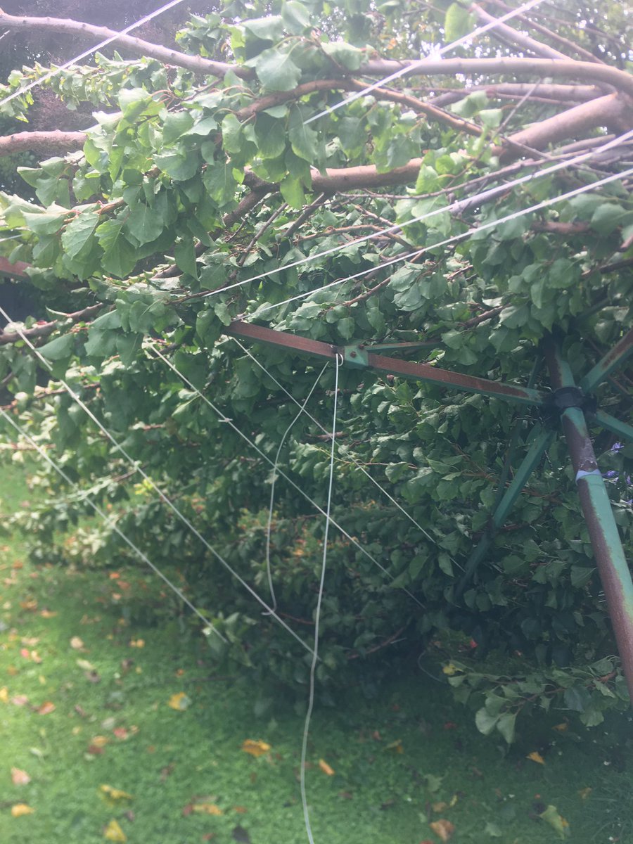Thebighanan's tweet photo. Apricot tree vs clothes line. #CycloneHale @1NewsNZ  Napier NZ https://t.co/48jddeQQbz
