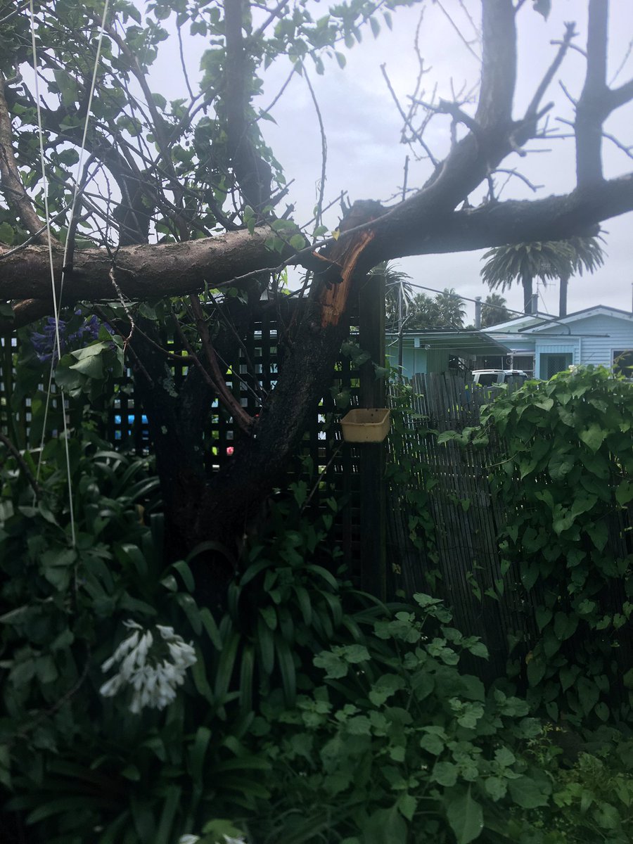 Thebighanan's tweet photo. Apricot tree vs clothes line. #CycloneHale @1NewsNZ  Napier NZ https://t.co/48jddeQQbz