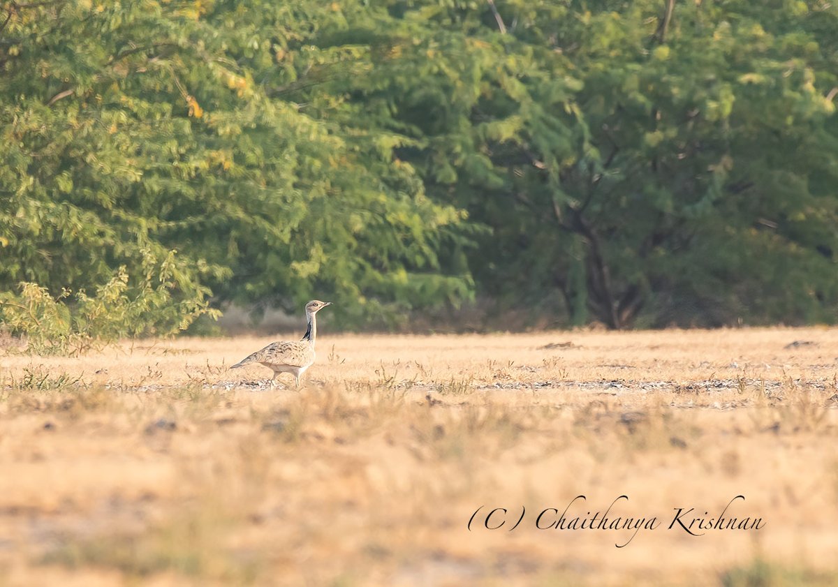 Macqueen's Bustard, very very shy bird, starts running away from very far. This was the only lucky sighting for us. Photographed at LRK, Gujarat. #wildlife #birdwatching #BBCWildlifePOTD #WaytoWild #ThePhotoHour #nature #IndiAves #birds #birdphotography #birdsoftwitter