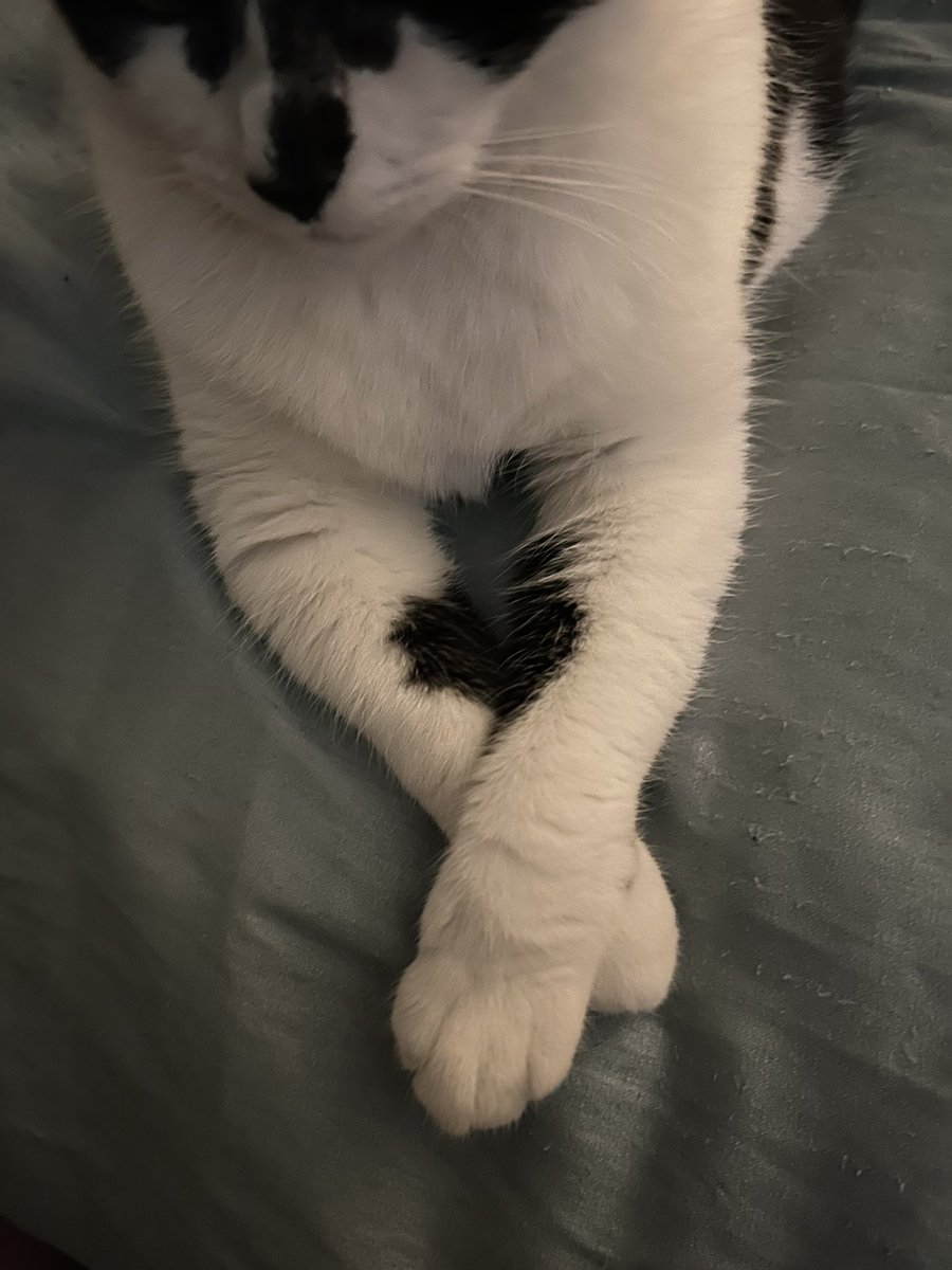 Bug is the queen of the black hearts