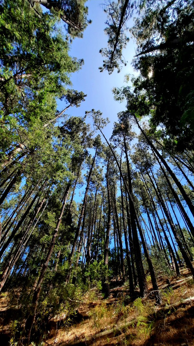 Day 11 #Gratitude January 2023

" A tree has roots in the soil yet reaches to the sky. It tells us that in order to aspire we need to be grounded and that no matter how high we go it is from our roots that we draw sustenance.”

 - Wangari Maathai

#newyear #gratitude #abundance