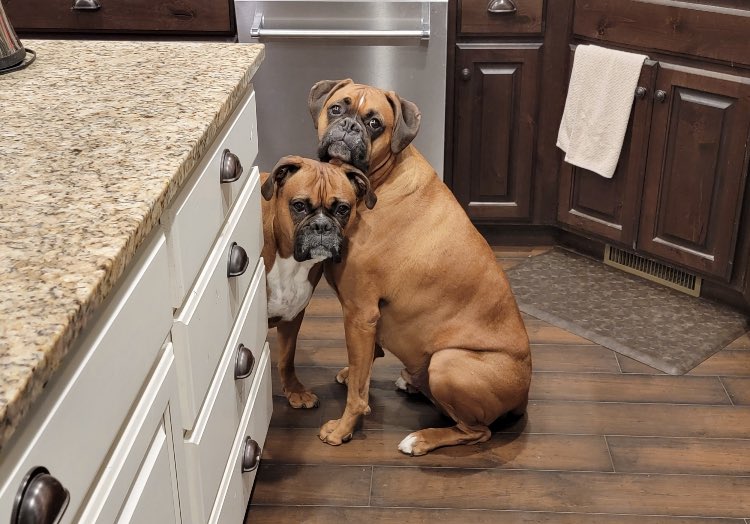 ' They think acting this cute will make the bits of chicken I'm chopping up magically leap into their mouths! ' Gotta love boxers! #boxersoftwitter #boxerchat #boxersofinstagram #boxer #boxersarefamily #dogsoftwitter