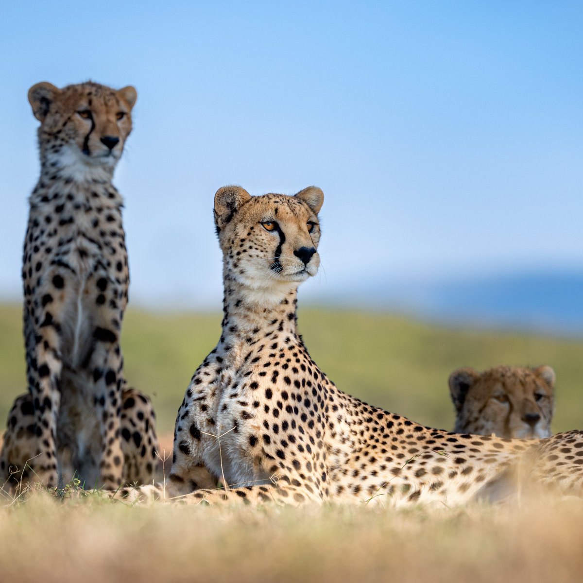 Discovery's tweet image. Image by Yaron Schmid 
(IG: yswildlifephotography)

A very alert cheetah with her cubs in Naboisho, Kenya.