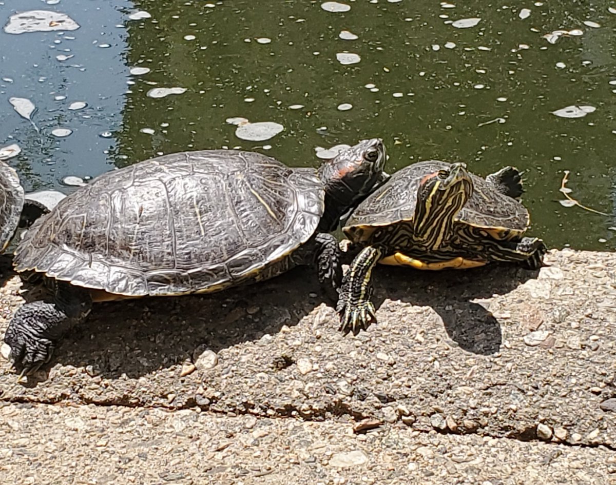 Caltech Turtle Club (@caltech_turtles) on Twitter photo Happy #TurtleTuesday! Last May, <a href="/shanglin/">Shang-Lin Chen</a> captured these turtles basking in the sun. You can see the edge of the yellow plastron (bottom portion of the shell) on one of the turtles. Happy #TurtleTuesday! Last May, <a href="/shanglin/">Shang-Lin Chen</a> captured these turtles basking in the sun. You can see the edge of the yellow plastron (bottom portion of the shell) on one of the turtles.