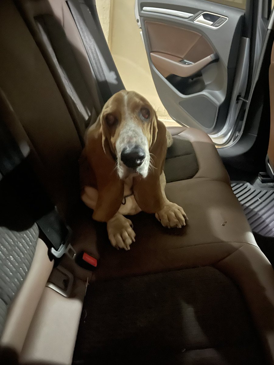 MarisolMoraila's tweet photo. Encontré a este perrito en sector Humaya( Culiacán ) ayúdenme a encontrar a su familia por favor 🙏 https://t.co/WCZysaNIbF