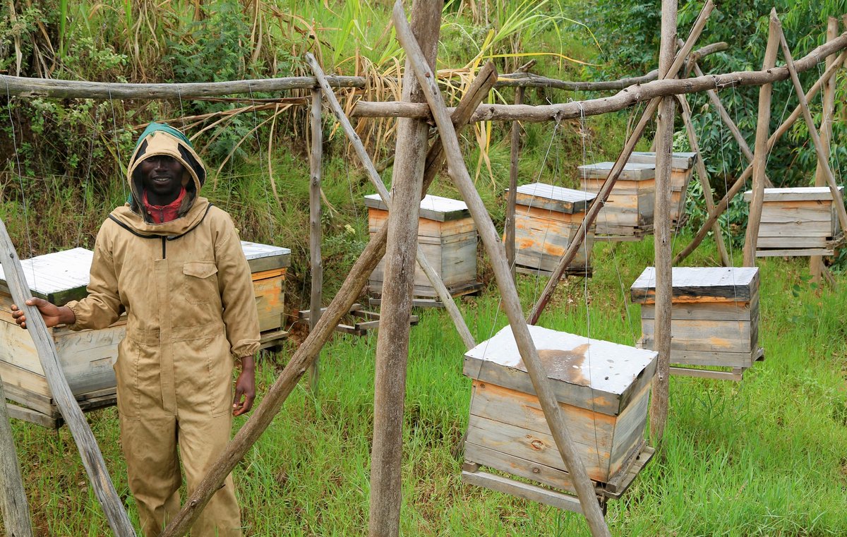 EmmyGisa3's tweet photo. Are you interested in bees🐝 keeping? Retweet and drop your comment https://t.co/D8RBkhJrLc