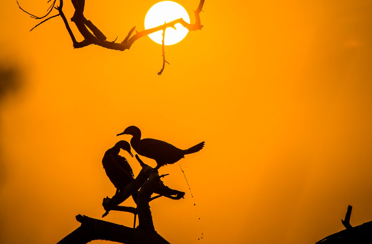LightRaysPhoto1's tweet photo. For #wednsedaywisdom 

"Cormorant be like, shit happens baby, no problem let's give a pose to dis guy, he was waiting almost 2-3 hrs to sun to get down."😂🤣🤗 

#IndiAves 
#ThePhotoHour 
@ThePhotoHour
@ErikSolheim
@KatanaHugo
@ParveenKaswan
@IndiAves
@KarnatakaWorld 
@earth https://t.co/rmVFuDc0y3