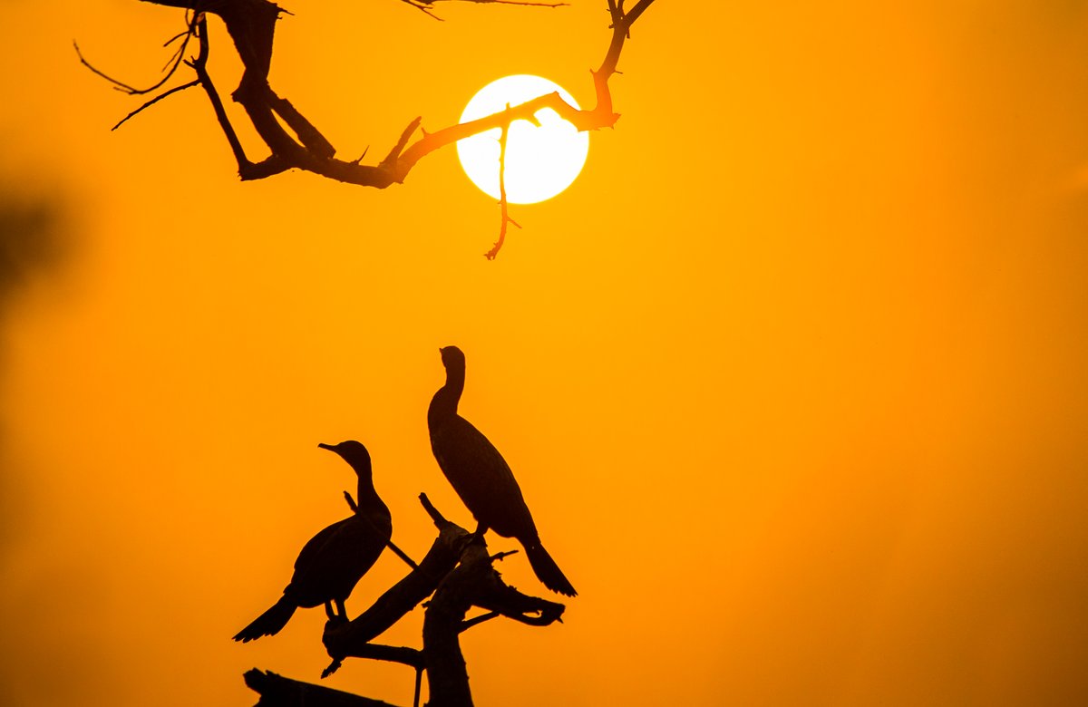 LightRaysPhoto1's tweet photo. For #wednsedaywisdom 

"Cormorant be like, shit happens baby, no problem let's give a pose to dis guy, he was waiting almost 2-3 hrs to sun to get down."😂🤣🤗 

#IndiAves 
#ThePhotoHour 
@ThePhotoHour
@ErikSolheim
@KatanaHugo
@ParveenKaswan
@IndiAves
@KarnatakaWorld 
@earth https://t.co/rmVFuDc0y3
