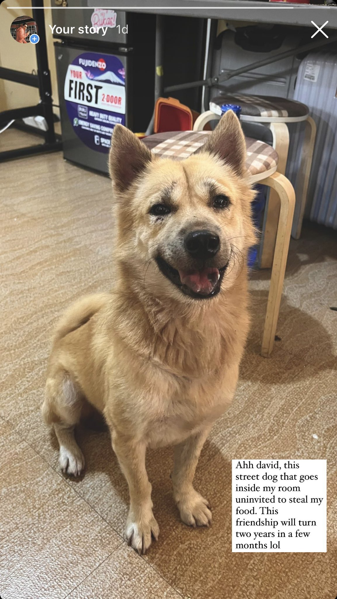 How Long Can A Stray Dog Survive Without Food