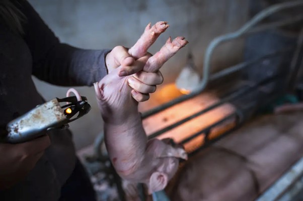 Piglets in Animal Ag are subjected to the worst abuses, many just days old

Tail Docking, Castration, Ear Nothing all without pain relief.

If a piglet is ill or unable to gain the desired weight they are slammed head first into concrete floors or walls.

Then slaughterhouse