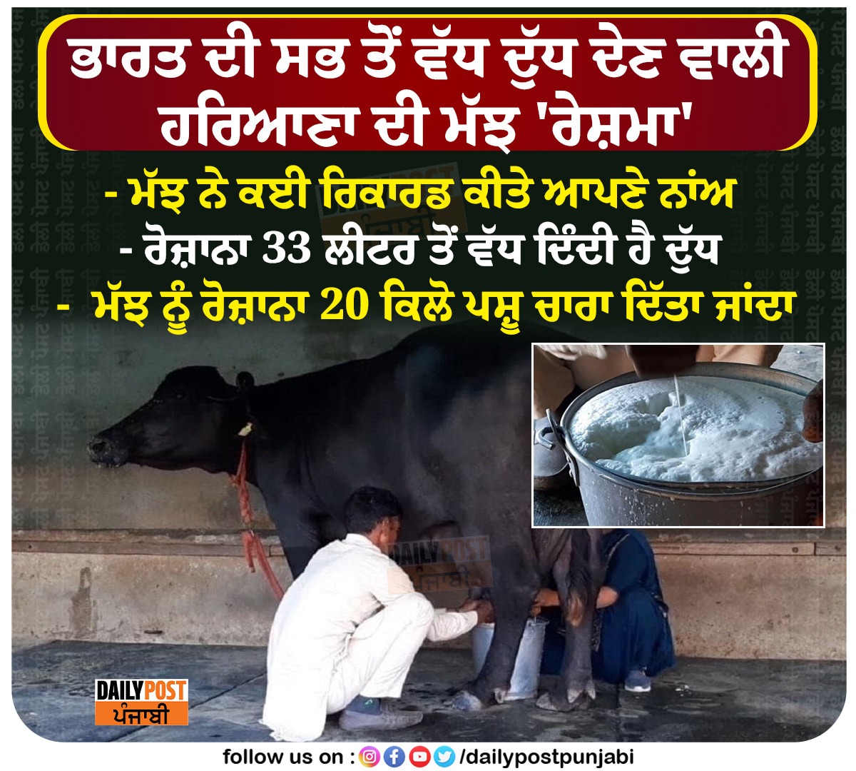 dailypostpunjab's tweet photo. ਭਾਰਤ ਦੀ ਸਭ ਤੋਂ ਵੱਧ ਦੁੱਧ ਦੇਣ ਵਾਲੀ ਹਰਿਆਣਾ ਦੀ ਮੱਝ 'ਰੇਸ਼ਮਾ'
- ਮੱਝ ਨੇ ਕਈ ਰਿਕਾਰਡ ਕੀਤੇ ਆਪਣੇ ਨਾਂਅ
#Haryana #Buffalo #Reshma #Achieved #ManyRecords #India #HighestMilkingBuffalo #Dailypostpunjabi https://t.co/FCb2qh9Db7