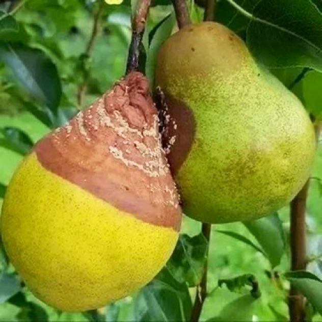 "Sadece iyi olman yetmez;
Kötüden de uzak durman gerekir."