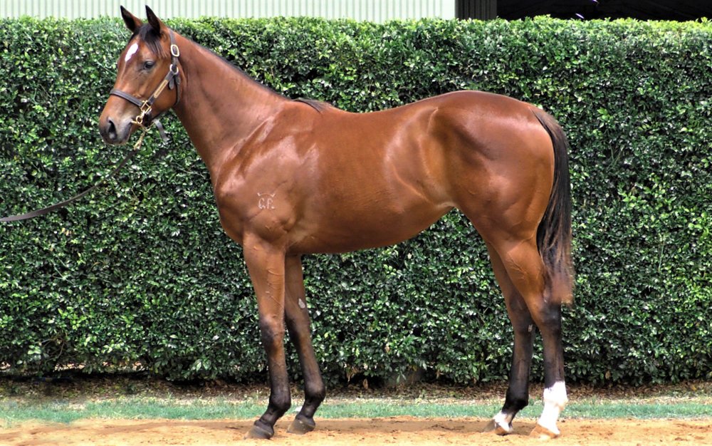 RBloodstock's tweet image. Closely related to the unbeaten, G3-winning 2YO The Novelist, @StarTbreds purchases @GlenloganPark's Lot 311 @mmsnippets, a lovely first crop daughter of @widdenstud's Zousain out of a full-sister to G2 winner Vo Heart. The filly heads to Champion trainer @cwallerracing.