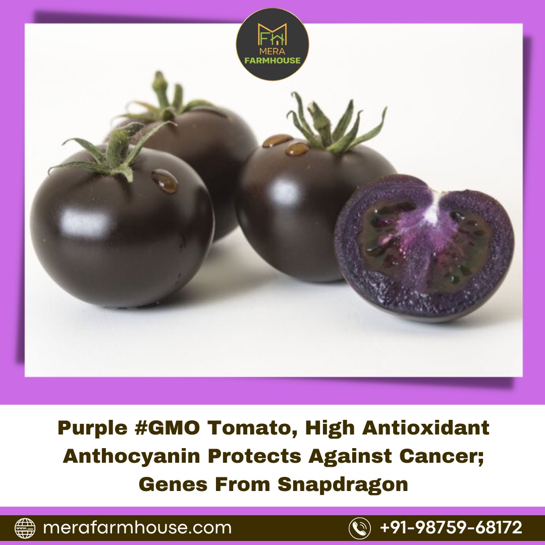 Purple #GMO tomato, high antioxidant anthocyanin protects against cancer; genes from snapdragon

#agriculture #anticancer #APHIS #crops  #fruits   #greenstories #Health  #Tomato