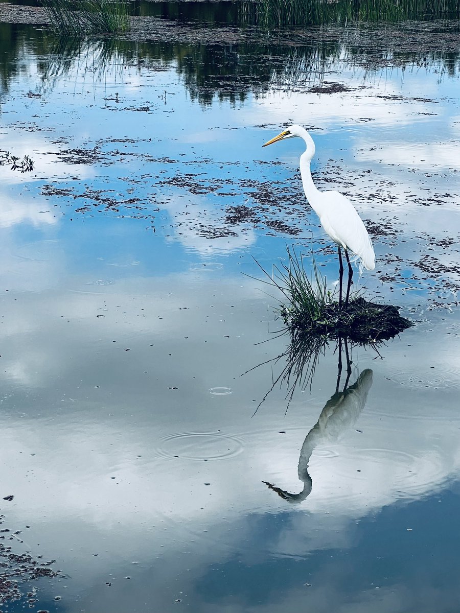 geek1956's tweet photo. Down by the lake #shotoniphone #heron #iphoneEdit https://t.co/RdfpdFgYyD