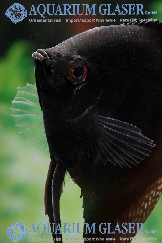 aquariumglaser's tweet photo. #Pterophyllum #scalare #black
find more details and pics @ https://t.co/kgExUnvbBk https://t.co/RjUbH2ef5y
