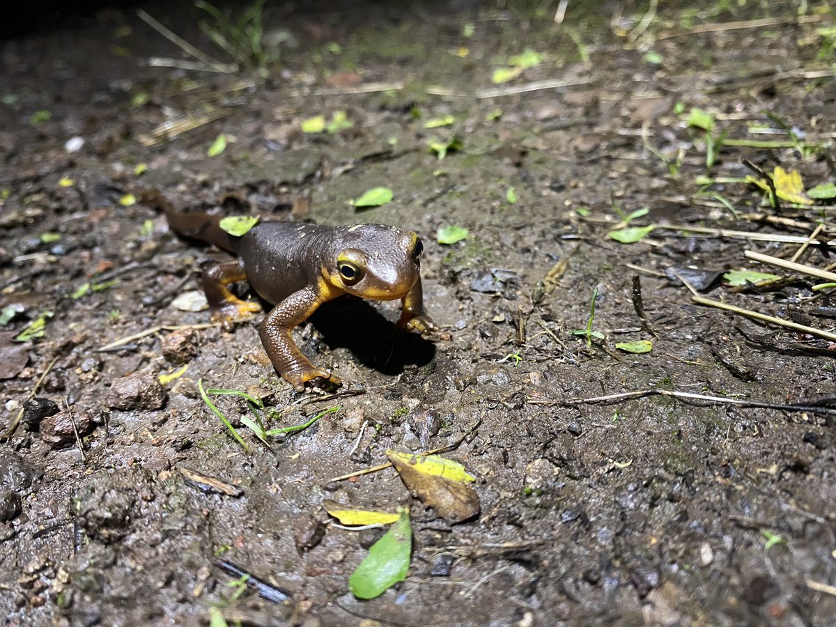 salamander season is in full swing