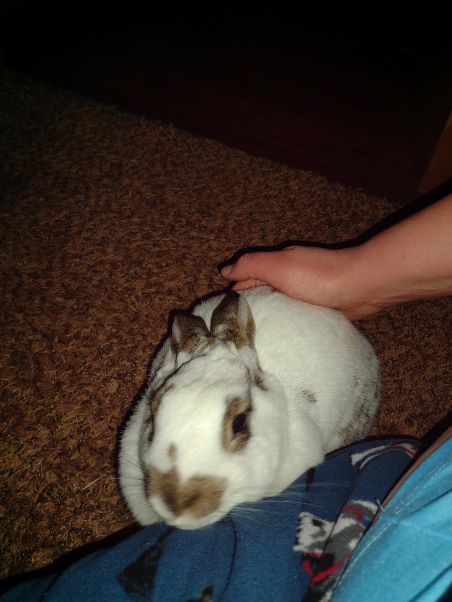 PunkHellhound's tweet photo. Livy has decided that peace WAS an option today as she's letting me pet her face with no charging today, progress!
(She didn't appreciate the camera flash)
#Bunny #PeaceWasAnOption https://t.co/hQHhtVhiLL