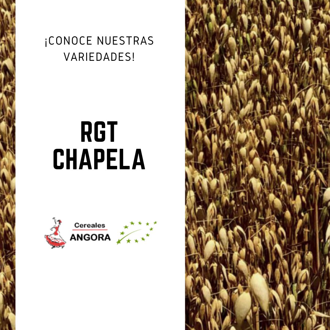 Os presentamos nuestra variedad de avena ecológica RGT Chapela. Cuenta con un elevado potencial de rendimiento y un gran techo productivo. Rápido espigado y elevado poder de ahijamiento.

¡Ponte en contacto y descubre todos los detalles! 😉