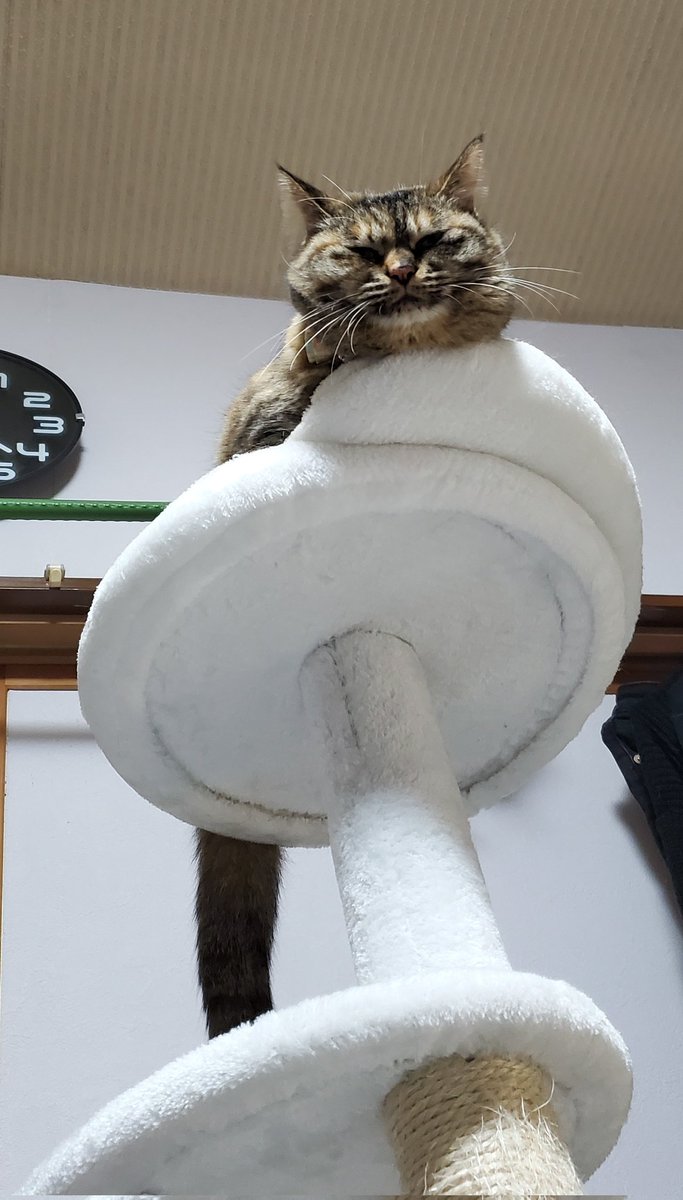 hanatan30's tweet photo. 上から見下ろされてる図
#猫の居る暮らし 
#猫がいる幸せ
#猫好きさんと繋がりたい https://t.co/g5kI3GYEfj