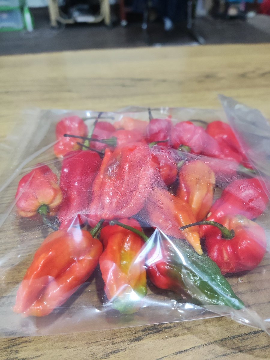 Akhucha's tweet photo. This is how the fresh oomorok fly to delhi.
#HottestChilli https://t.co/gPeQJf3v0z