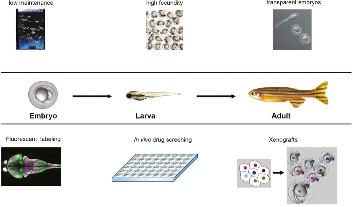 BIOIntegration on Twitter "Utilization of Zebrafish as a Model System