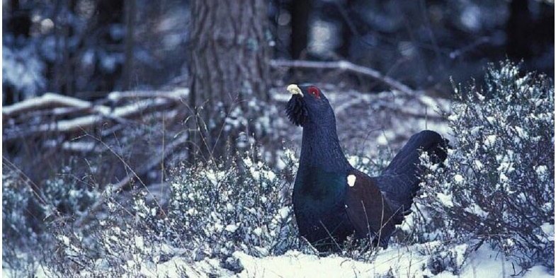 LaTacfi's tweet photo. Les extinctions d'espèces n’arrivent pas qu'ailleurs.

Entre les monocultures de bois🪵et le tourisme⛷️, le Grand Tétras disparaît des Vosges. Il nous reste alors les récits📖des passionnés à l’affût d’une légende des montagnes.

https://t.co/ad2uyih83Y https://t.co/MAiDhAMX66