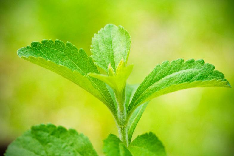 JardiBotanicUV's tweet photo. 🌿 Vols saber més sobre l'estèvia? Aquesta setmana a la #RevistaEspores, #JaimeGüemes parla sobre els seus orígens i recorre una història que parteix de la selva sud-americana i arriba fins als nostres dies.
ℹ️ https://t.co/WlkOvF77Gy
#Estèvia #Edulcorant #JardiBotànicUV https://t.co/VsMZynShpL