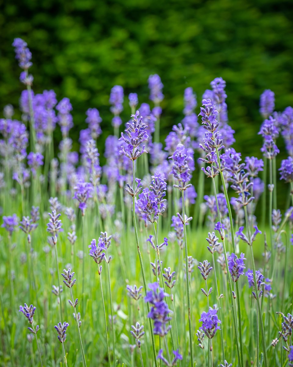 HarrisonPhair's tweet photo. Moseley Old Hall
@nationaltrust
#lavender
#nikon #z6
#topiary #topiarygarden #hedge #hedging #box #boxhedge #lavendula #clipped #knot #garden #knotgarden #nationaltrust #formalgarden #moseleyoldhall #moseley #gardenphotography #landscapephotography #landscapearchitecture #Nature https://t.co/1txx2WAUT1