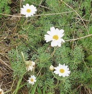 Rosalía Piñeiro (@pineiro_rosalia) on Twitter photo Si estás pensando en solicitar un contrato #FPU2022 en evolución de plantas (Univ. de A Coruña/Real Jardín Botánico Madrid)
Envía tu CV: nieto@rjb.csic.es; rosalia.pineiro@udc.es
Proyecto: Comprendiendo la historia evolutiva de un género endémico ibérico
Plazo desde: 17/01/23 Si estás pensando en solicitar un contrato #FPU2022 en evolución de plantas (Univ. de A Coruña/Real Jardín Botánico Madrid)
Envía tu CV: nieto@rjb.csic.es; rosalia.pineiro@udc.es
Proyecto: Comprendiendo la historia evolutiva de un género endémico ibérico
Plazo desde: 17/01/23
