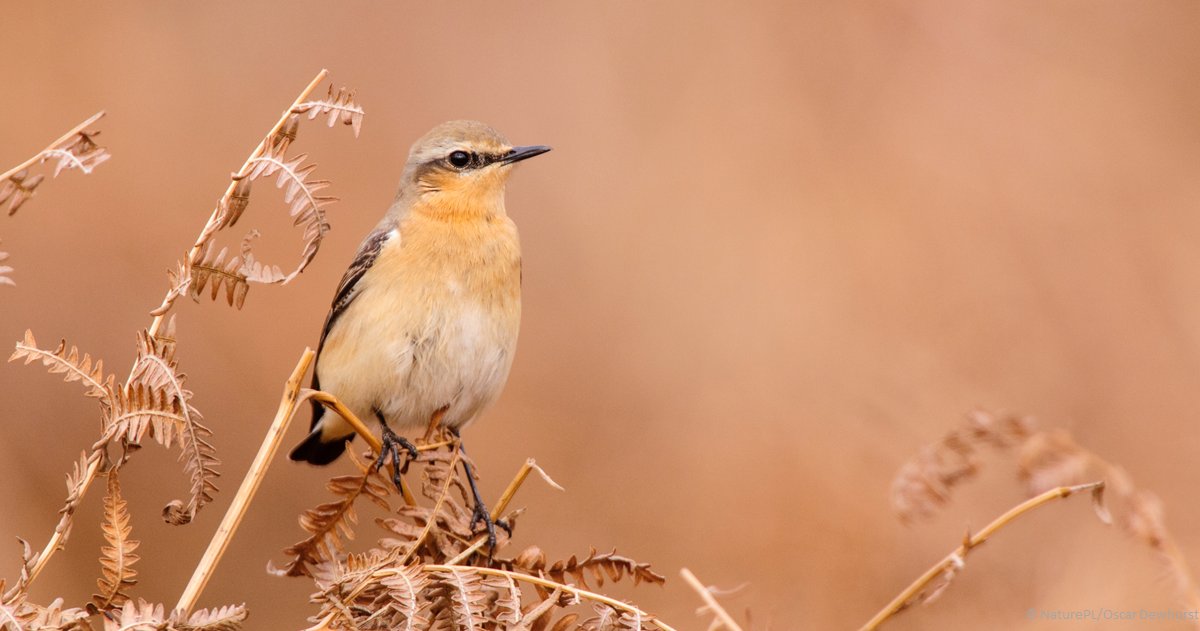 EU_ENV's tweet photo. Around 1/3 of the EU's bird species are not in a good conservation status

With our Birds Directive, we want to protect all 500 wild 🐦 species naturally occurring in the 🇪🇺 &amp; their habitats

🆕 research indicates how protected areas can be most effective: https://t.co/v3aCwdSi87 https://t.co/UB8qdXUmuB