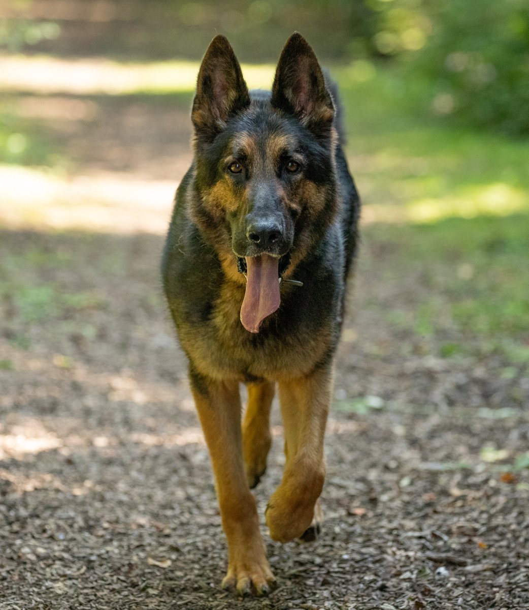 KPTacOps's tweet photo. CAD 08-0458 PD ELI called to a report of males on a stolen motorbike in @KentPoliceCbury. ELI`s handler sees the two males come out of an address and deploys with ELI, detaining them. Both are searched and the stolen bike found behind the address. Both Arrested for Theft #PdEli https://t.co/XOX8cjqMag