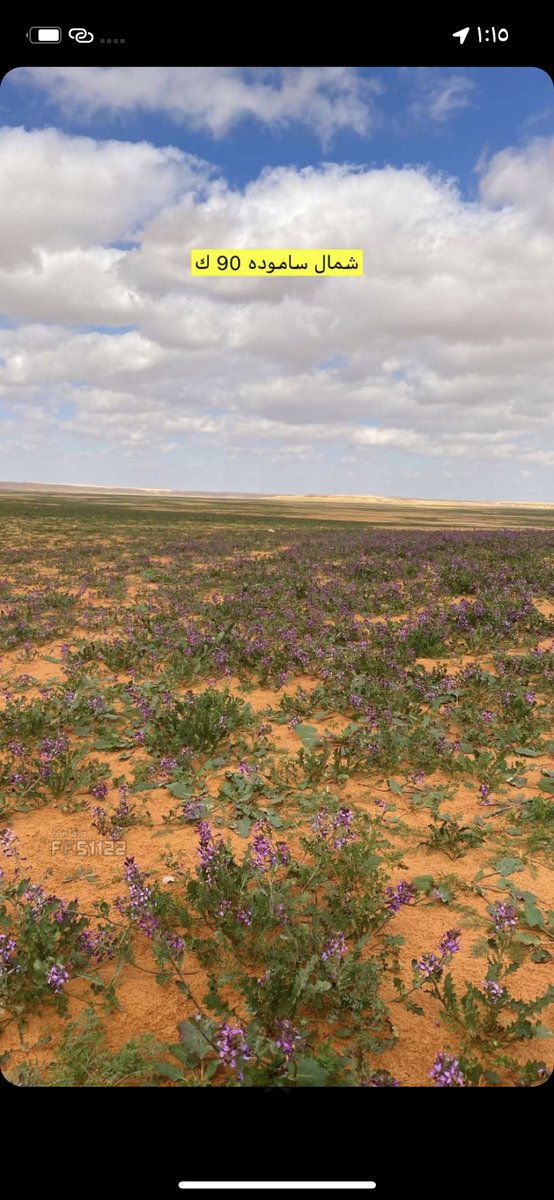 naser__2013's tweet image. خزامى اليوم شمال ساموده ٩٠ كم تصوير فيصل المقاطي