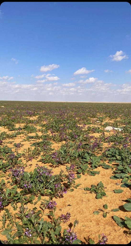 naser__2013's tweet image. خزامى اليوم شمال ساموده ٩٠ كم تصوير فيصل المقاطي