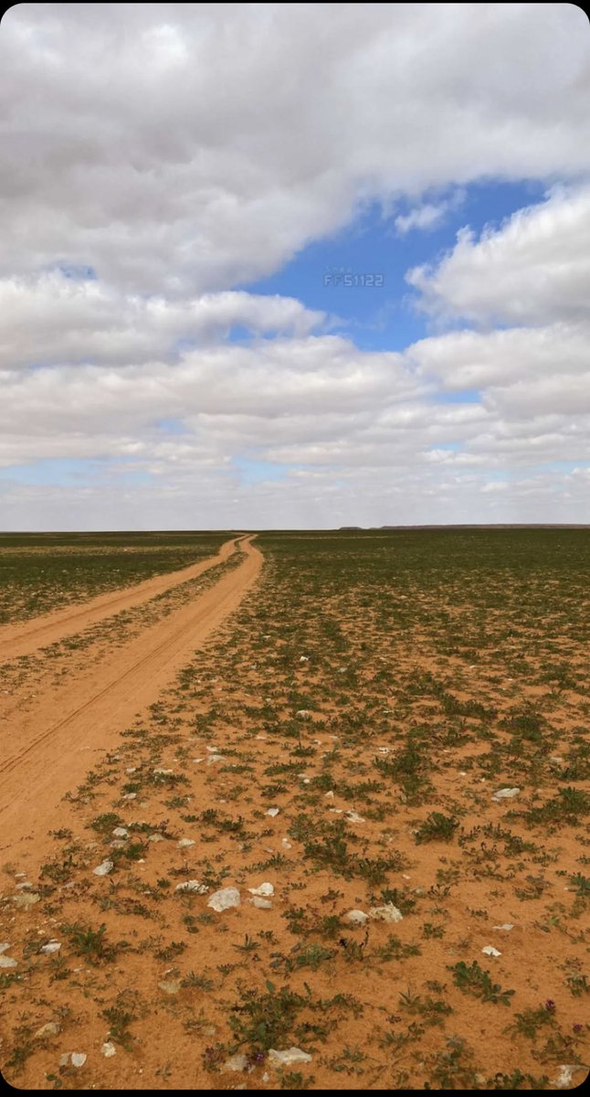 naser__2013's tweet image. خزامى اليوم شمال ساموده ٩٠ كم تصوير فيصل المقاطي