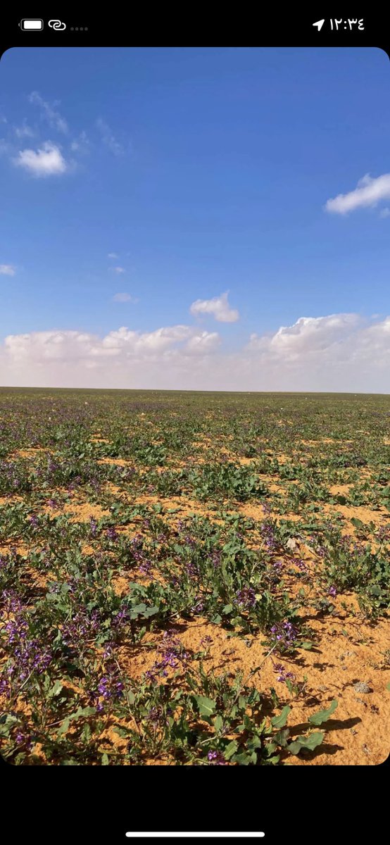 naser__2013's tweet image. خزامى اليوم شمال ساموده ٩٠ كم تصوير فيصل المقاطي