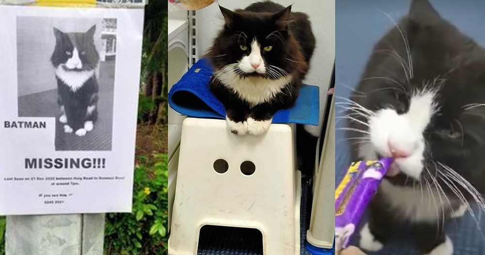MothershipSG's tweet photo. Maine Coon cat named Batman missing in S'pore since Dec. 21, owner offering S$200 reward https://t.co/20oeR50sOh https://t.co/sJ6tAgbCxu