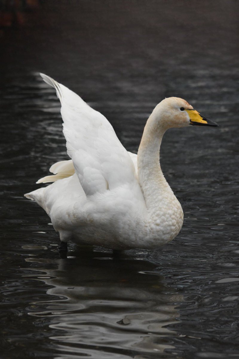 BillyWildlfe's tweet photo. I took a visit to Hogganfield Loch on the 4th January 2023, to see what I could see. I saw tones of Mute Swans, tones of Whopper Swans, Mallard Ducks, Tufted Ducks, Goldeneyes, Male Goosanders/Mergansers, Coots, Moorhens, Pigeons &amp; Black Headed gulls.@Natures_Voice @Clydebirding https://t.co/XpPoU6JGf5