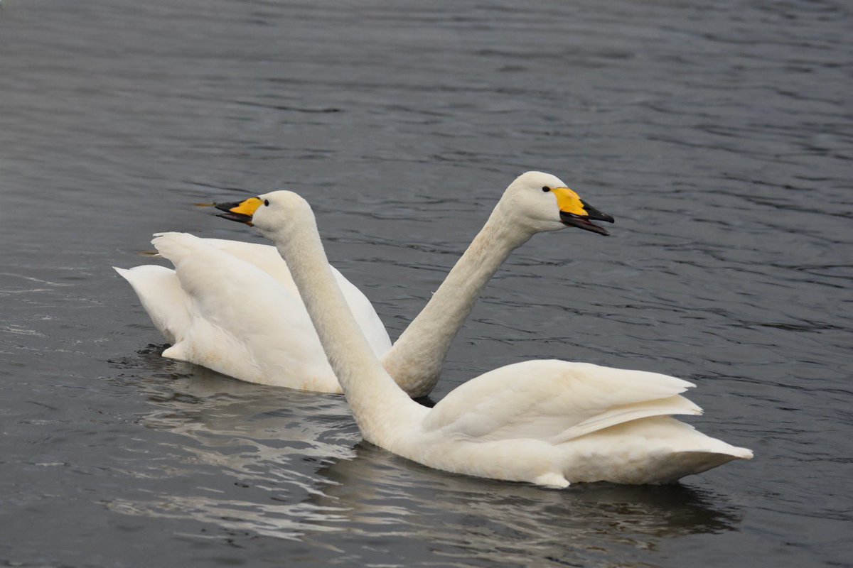 BillyWildlfe's tweet photo. I took a visit to Hogganfield Loch on the 4th January 2023, to see what I could see. I saw tones of Mute Swans, tones of Whopper Swans, Mallard Ducks, Tufted Ducks, Goldeneyes, Male Goosanders/Mergansers, Coots, Moorhens, Pigeons &amp; Black Headed gulls.@Natures_Voice @Clydebirding https://t.co/XpPoU6JGf5