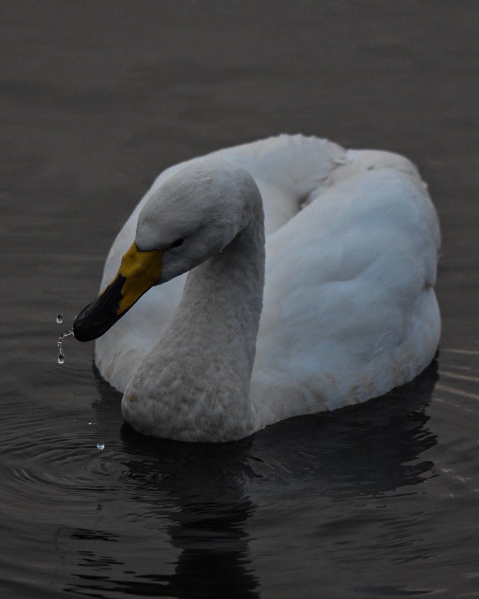 BillyWildlfe's tweet photo. I took a visit to Hogganfield Loch on the 4th January 2023, to see what I could see. I saw tones of Mute Swans, tones of Whopper Swans, Mallard Ducks, Tufted Ducks, Goldeneyes, Male Goosanders/Mergansers, Coots, Moorhens, Pigeons &amp; Black Headed gulls.@Natures_Voice @Clydebirding https://t.co/XpPoU6JGf5