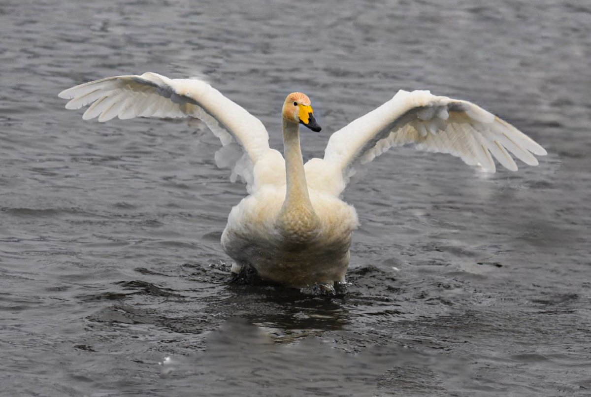 BillyWildlfe's tweet photo. I took a visit to Hogganfield Loch on the 4th January 2023, to see what I could see. I saw tones of Mute Swans, tones of Whopper Swans, Mallard Ducks, Tufted Ducks, Goldeneyes, Male Goosanders/Mergansers, Coots, Moorhens, Pigeons &amp; Black Headed gulls.@Natures_Voice @Clydebirding https://t.co/XpPoU6JGf5