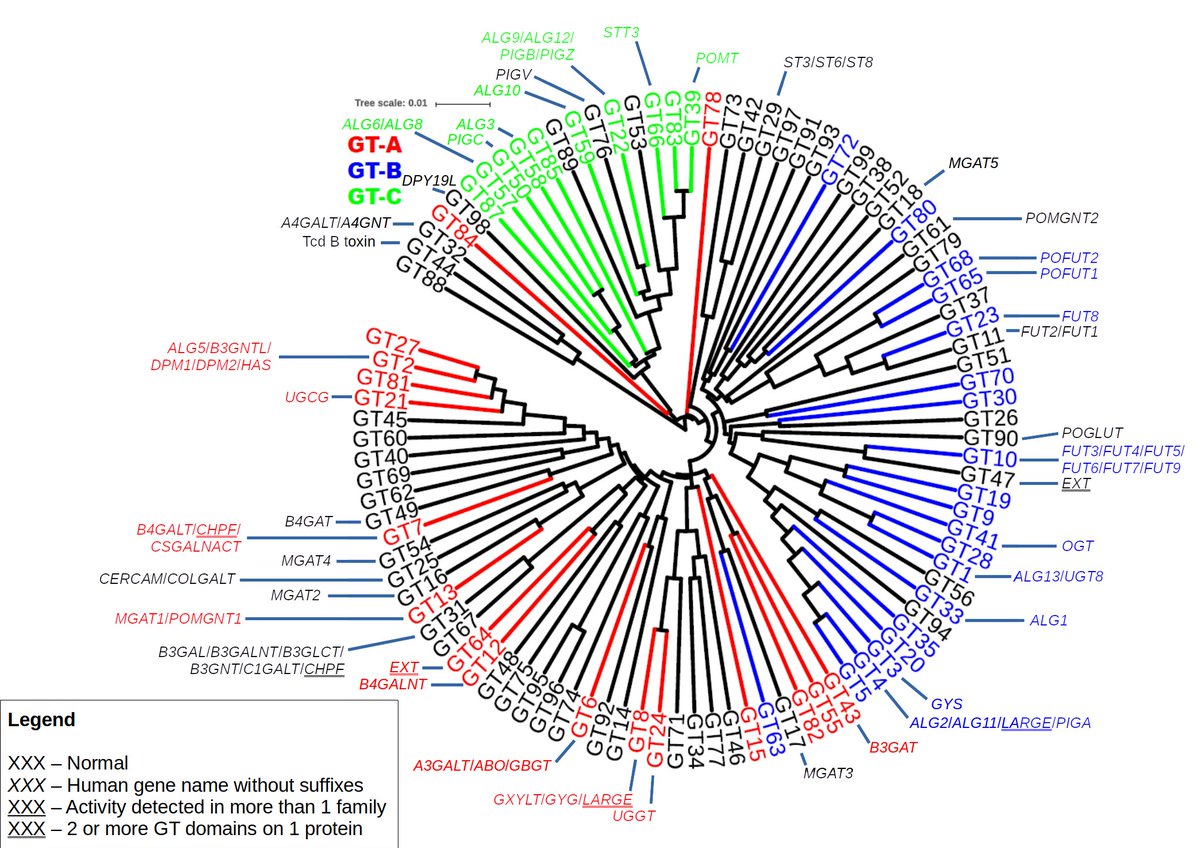 glycolukasz's tweet photo. Check out dbCAN (CAZy family) phylogenetic trees annotated with enzyme name/activity. Trees taken from https://t.co/8vZt6qhkrl

#glycotime #CAZy #evolution

I plan to add to &amp; update it from time to time, let me know about any mistakes/enhancements. Hope someone finds it useful! https://t.co/s6ZLkgs0BN