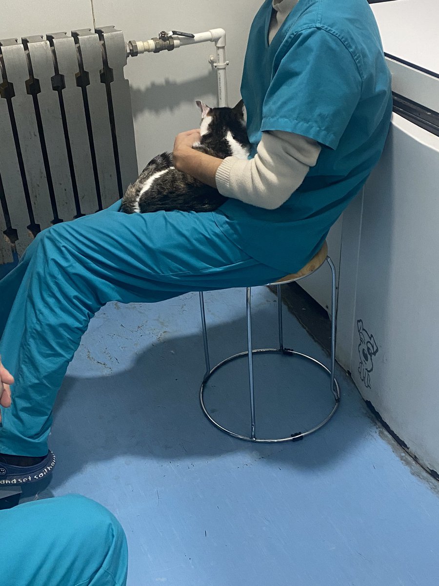 我家猫糖尿病了😳 https://t.co/Sq8GdV8j4r