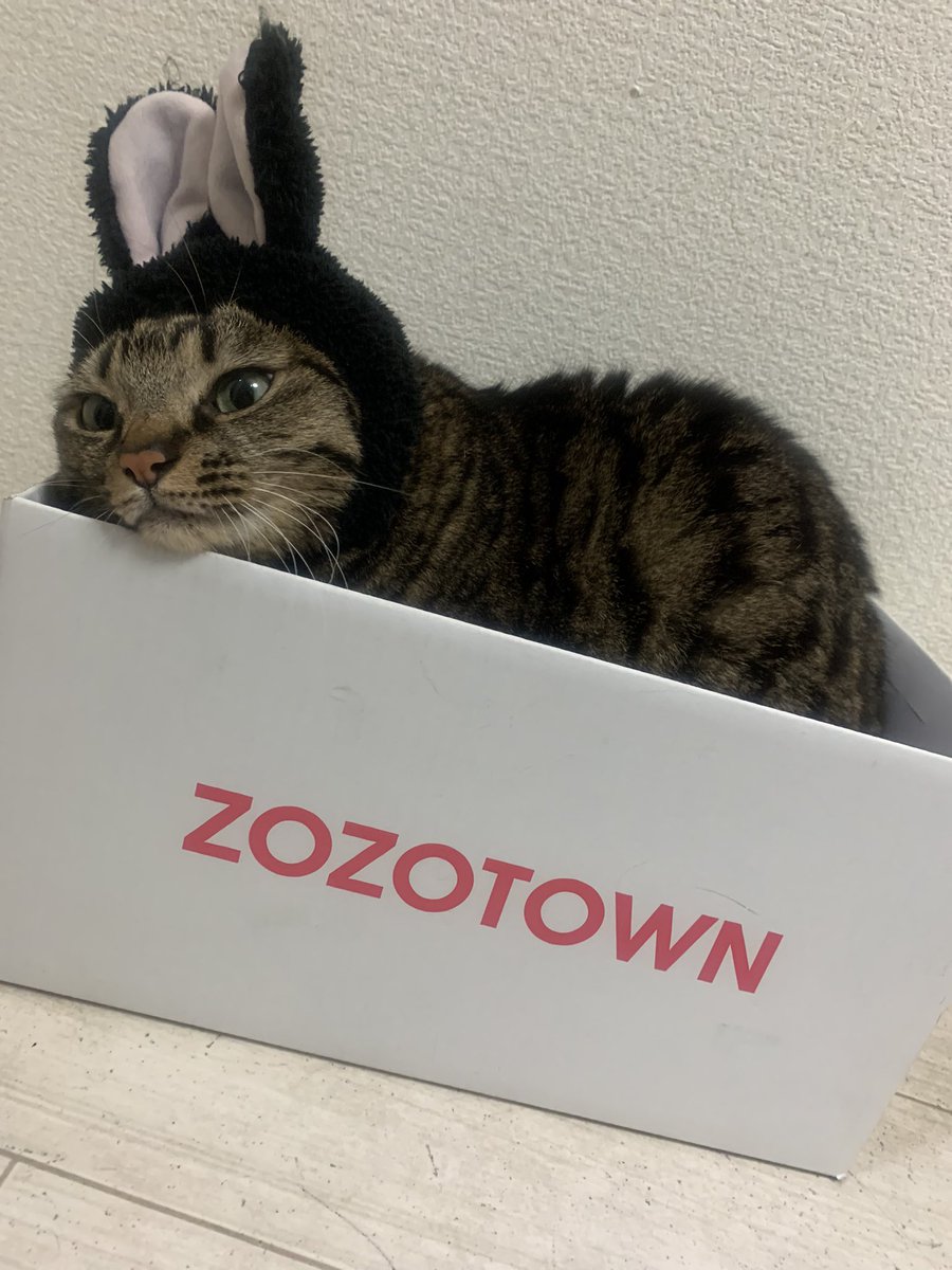 baikinman121's tweet photo. #ZOZOSALE箱CP 

白い箱届いた～～～～🤍🤍
兎年なので、ウサギちゃんと…🐰？ https://t.co/XaZtJGqNzv