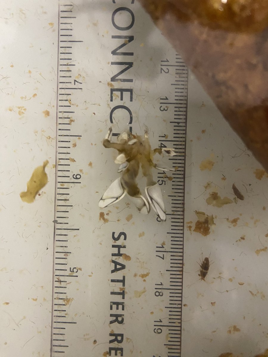 Last week we came across a non native, drifting bull kelp (Durvillea) in Ryder Bay @BAS_News Rafts can transport other non native species to the continent. We found open water goose barnacles (Lepas australis). These are not a threat but harmful invaders can also hitch a ride